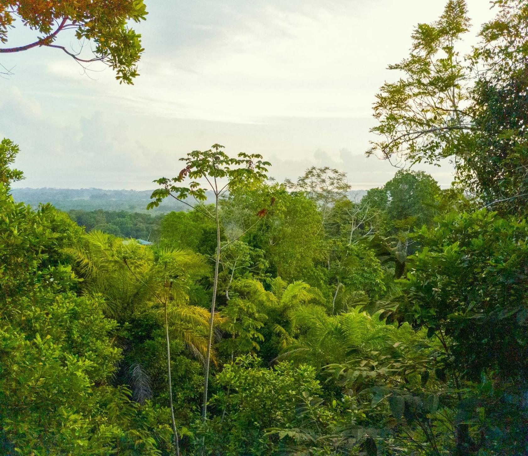 Corcovado Private Villas - Corcovado Private Reserve ปัวร์โตคิมาเนซ ภายนอก รูปภาพ