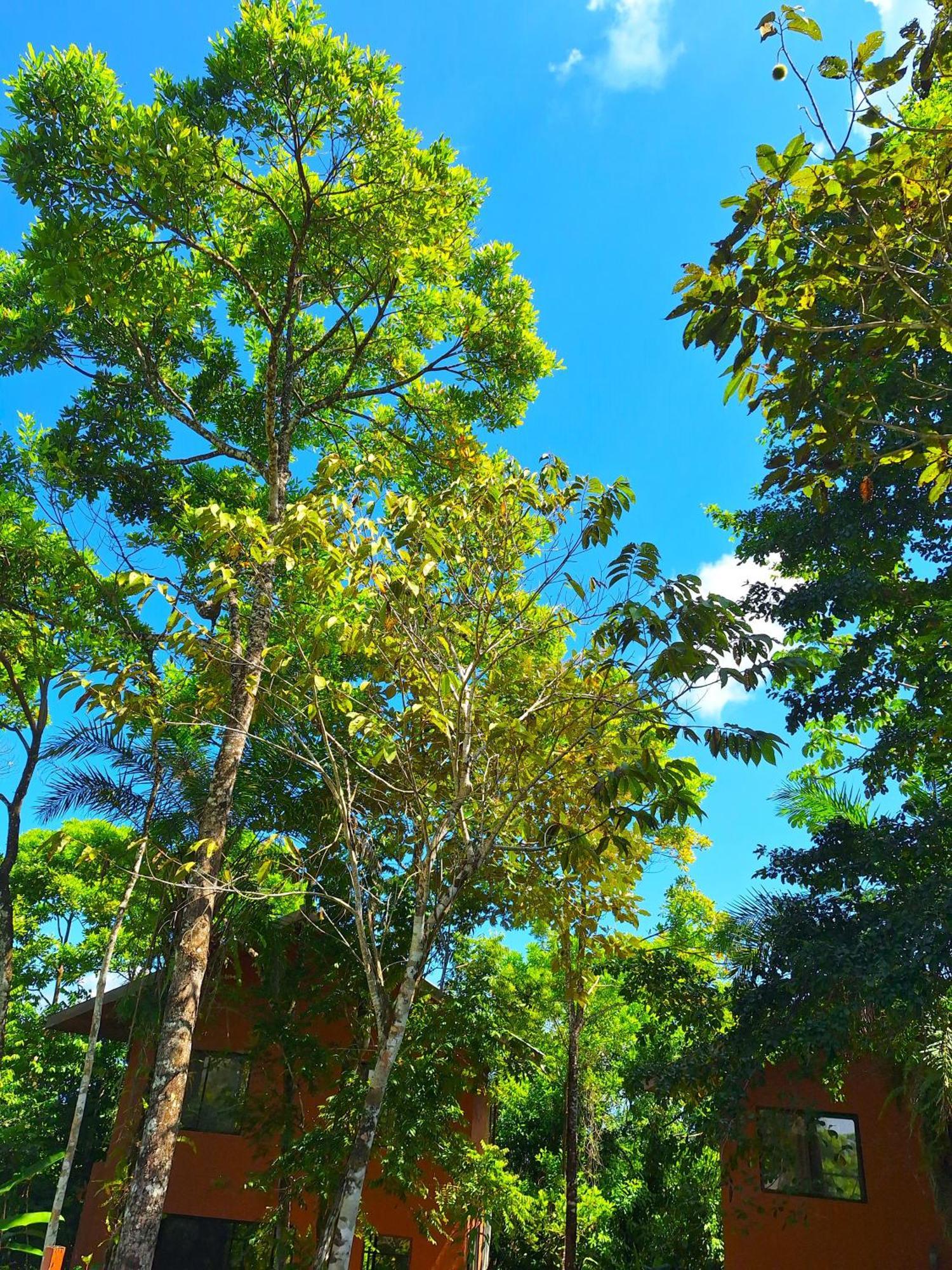 Corcovado Private Villas - Corcovado Private Reserve ปัวร์โตคิมาเนซ ภายนอก รูปภาพ