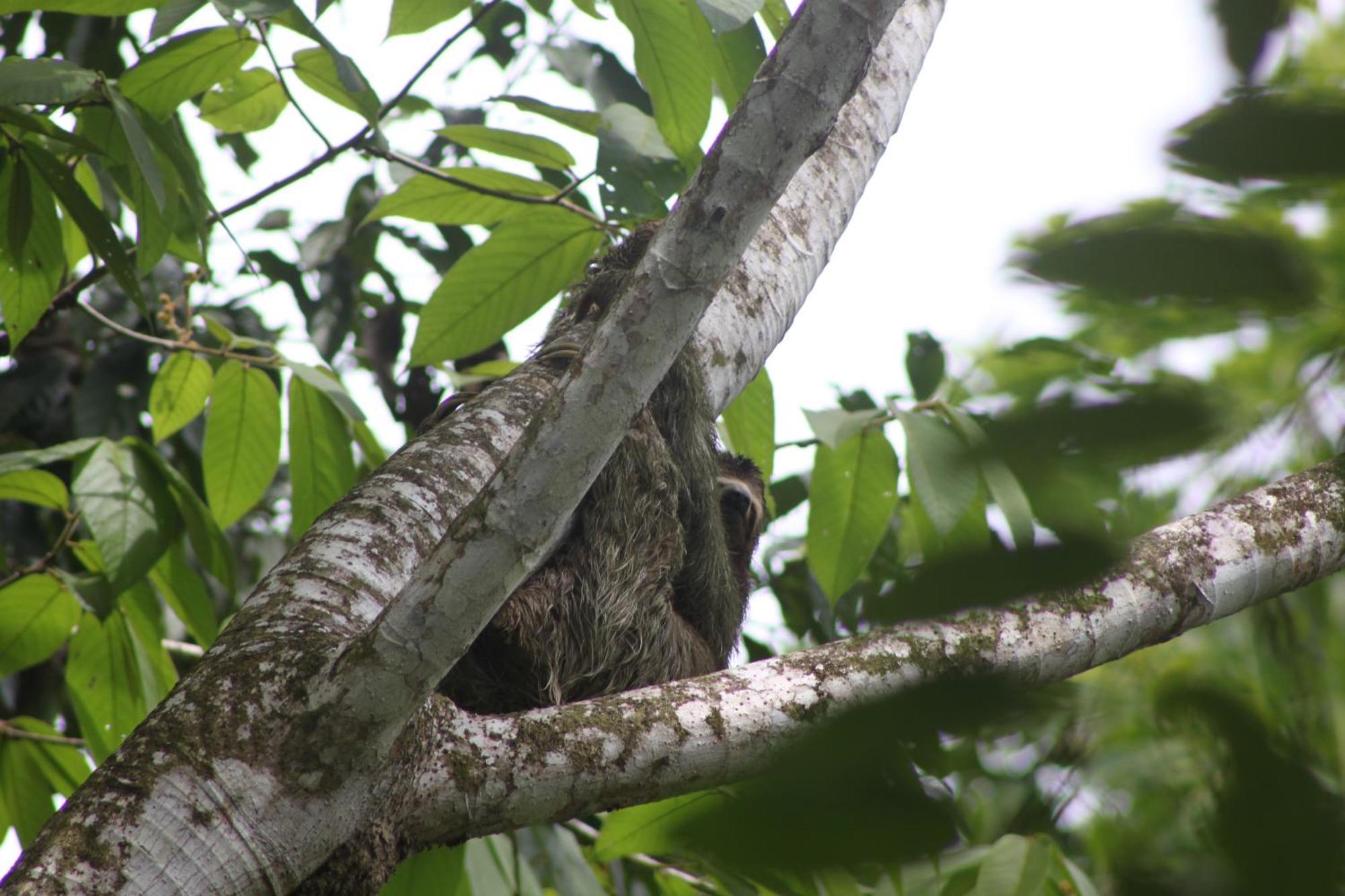 Corcovado Private Villas - Corcovado Private Reserve ปัวร์โตคิมาเนซ ภายนอก รูปภาพ